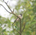 /album/my-local-birding-gallery/willow-tit-7-ossett-jpg/